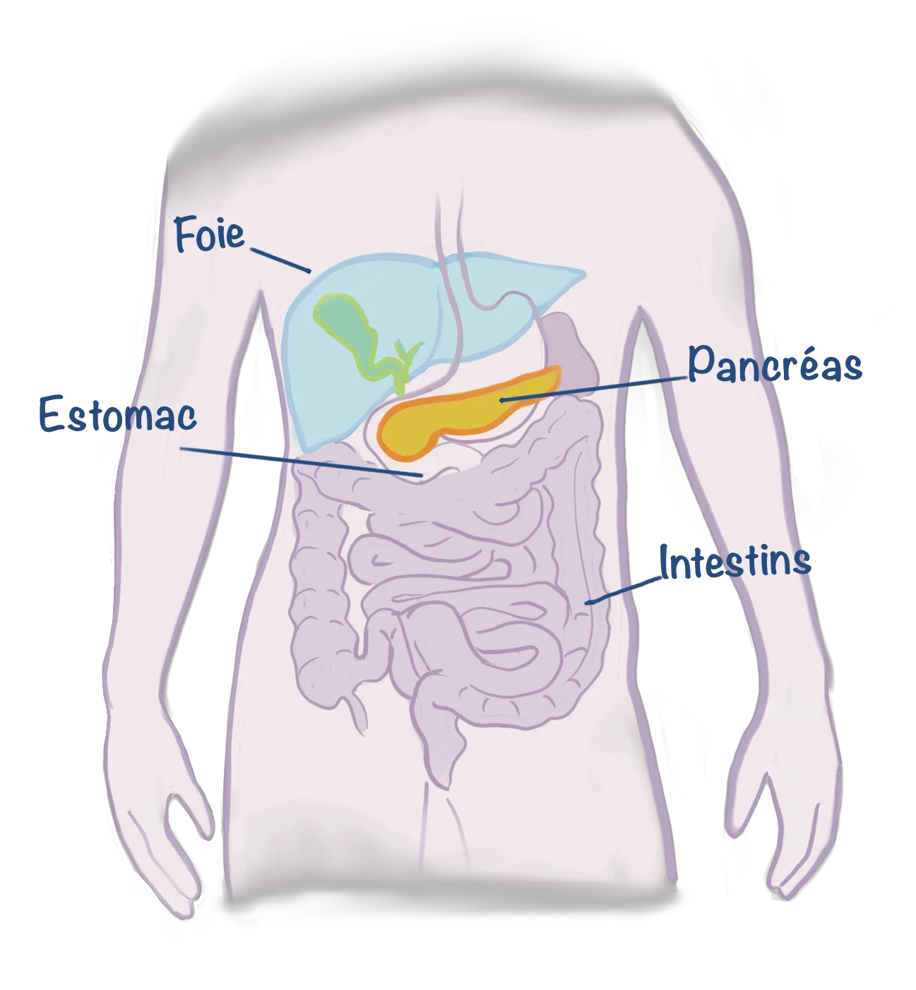 dessin corps humain et organes